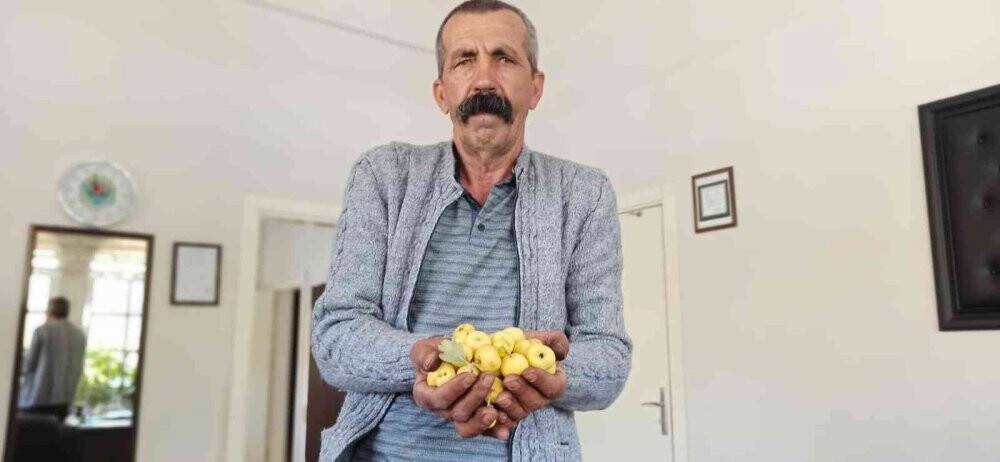 Ceviz büyüklüğündeki alıçlar görenleri şaşırtıyor