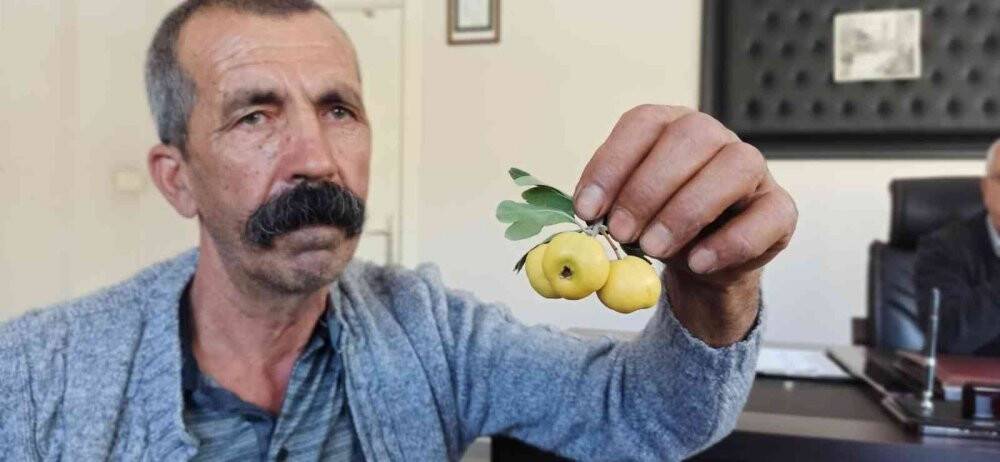 Ceviz büyüklüğündeki alıçlar görenleri şaşırtıyor