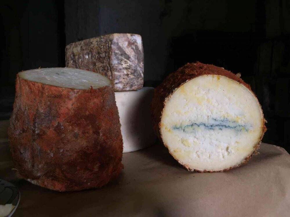 Fransa peynrine rakip ’Niğde Mavisi’