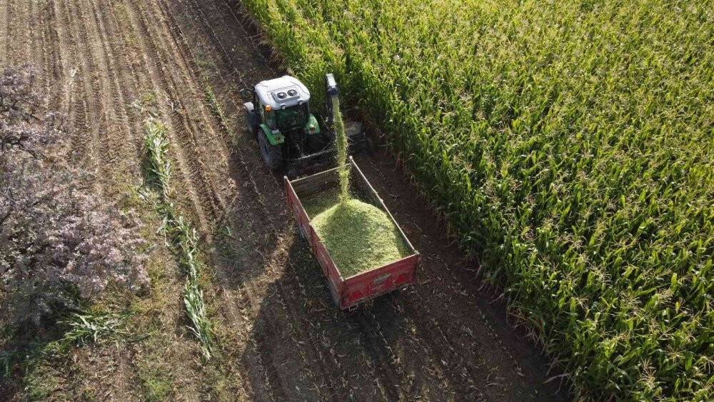 Konya’da silajlık mısır üretimi arttı