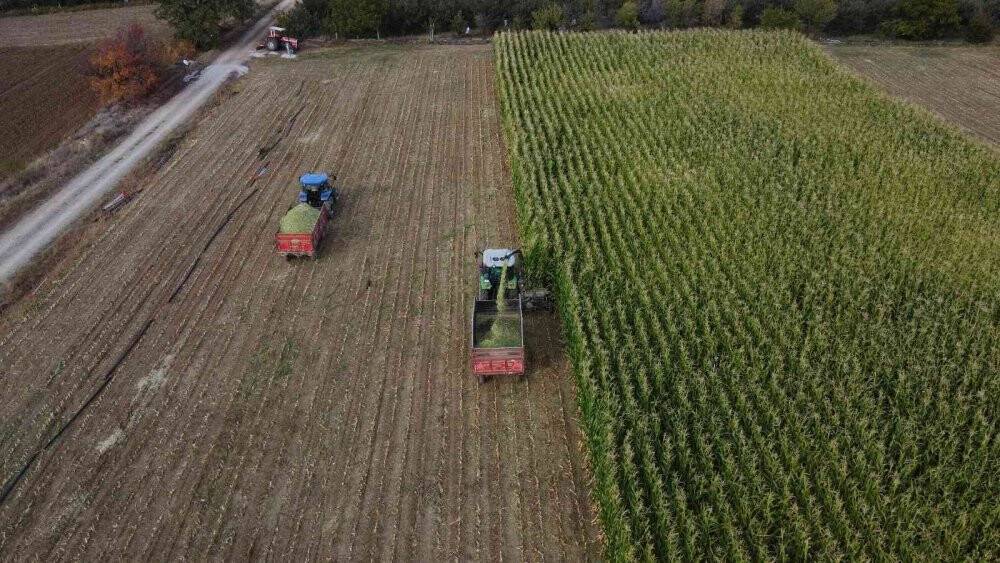 Konya’da silajlık mısır üretimi arttı