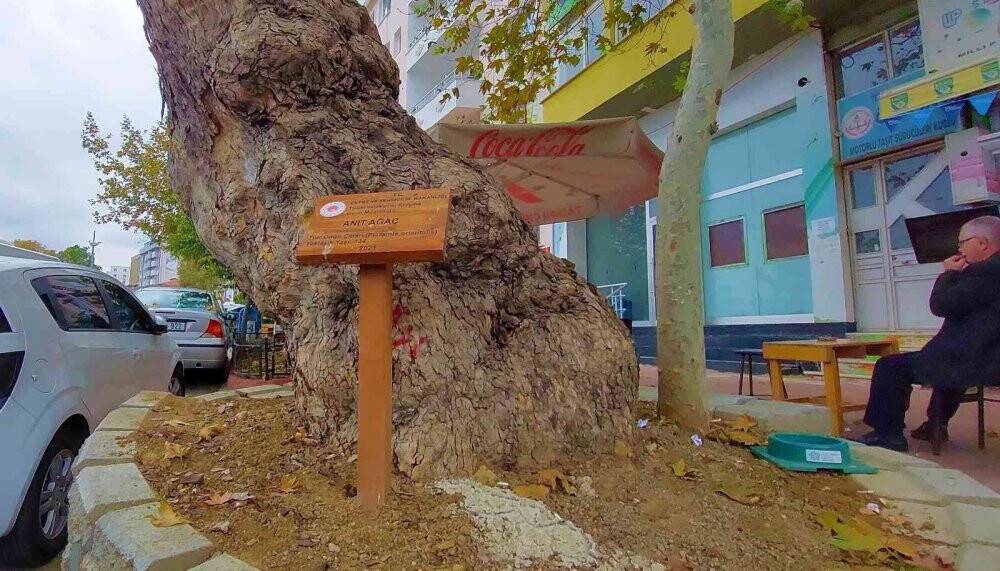 Tekirdağ’da iki devlet gören tabiatın sessiz tanıkları