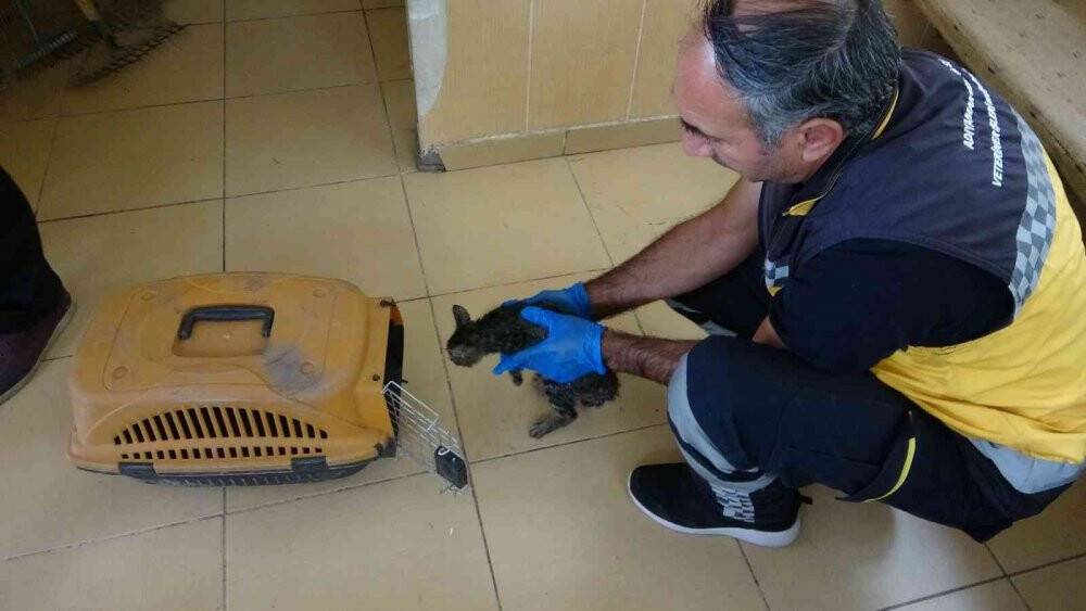 Çarşafla kedi kurtarma operasyonu