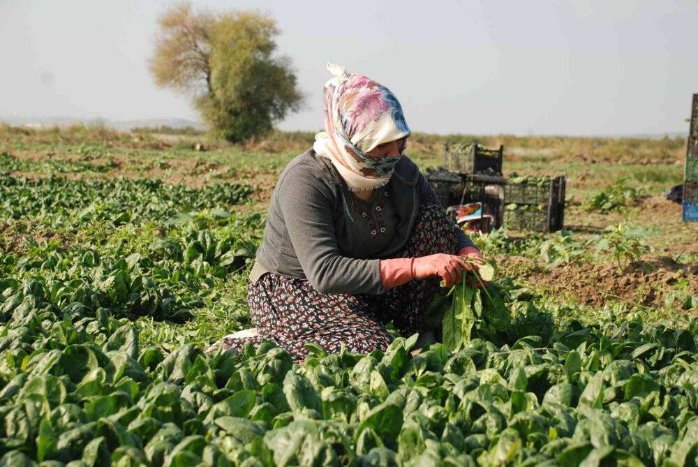 Üretici ve işçileri zehirli ıspanak iddiaları vurdu: "Haller ıspanak almıyor"