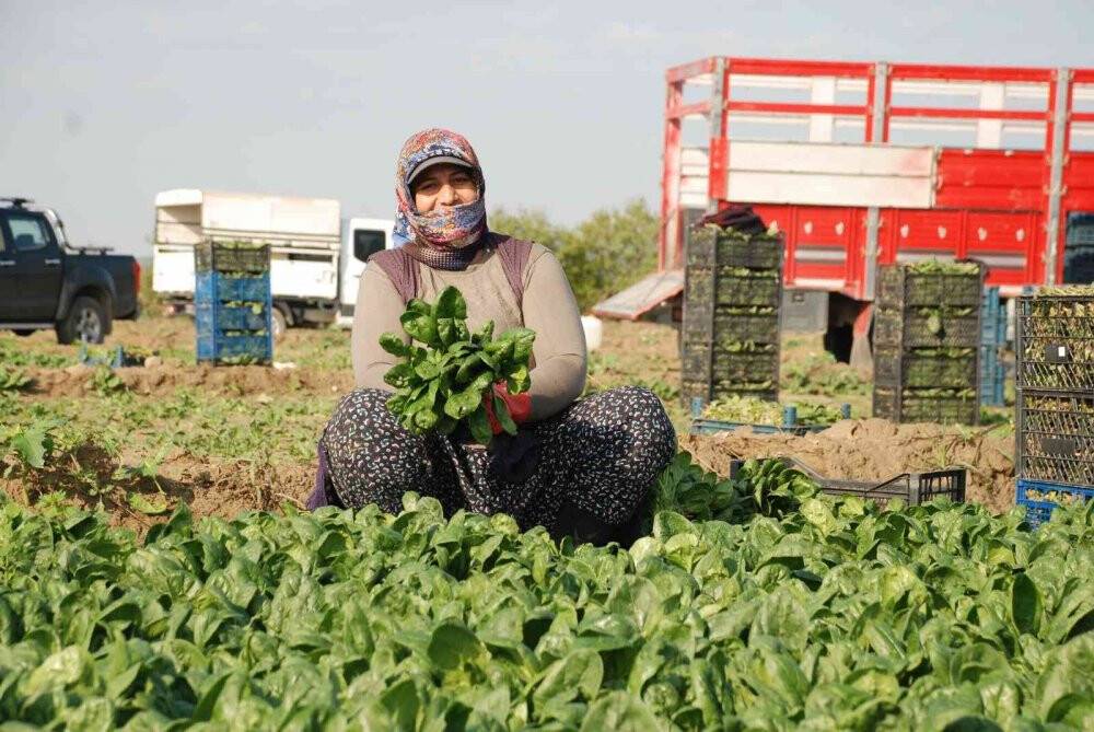Üretici ve işçileri zehirli ıspanak iddiaları vurdu: "Haller ıspanak almıyor"