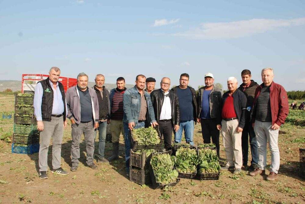 Üretici ve işçileri zehirli ıspanak iddiaları vurdu: "Haller ıspanak almıyor"