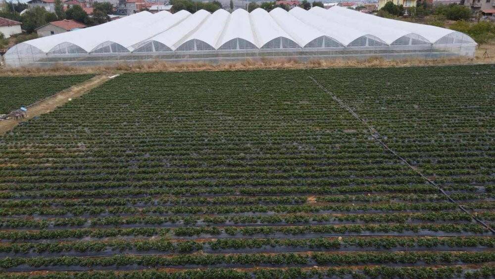 Konya’nın coğrafi işaretli organik çileği artık yılın 12 ayı üretiliyor