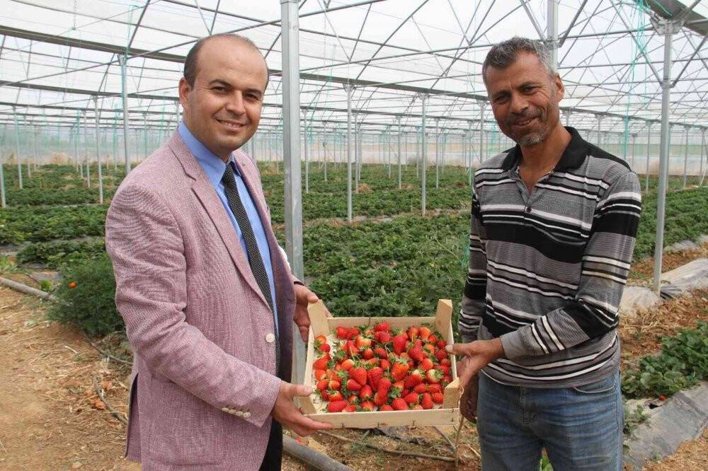 Konya’nın coğrafi işaretli organik çileği artık yılın 12 ayı üretiliyor