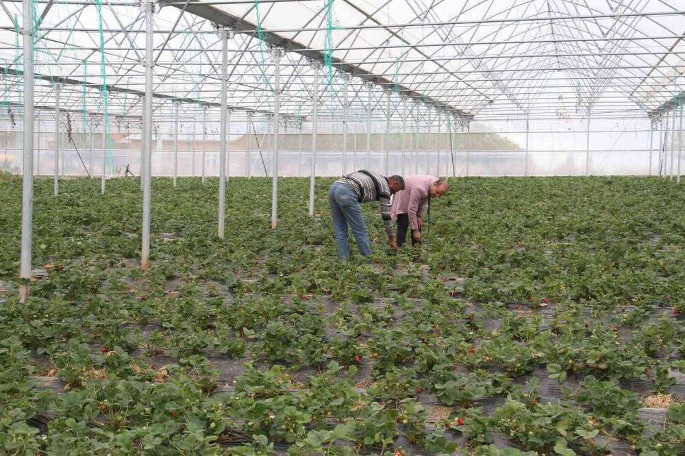 Konya’nın coğrafi işaretli organik çileği artık yılın 12 ayı üretiliyor