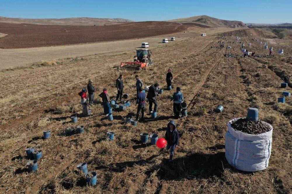30 dekar tarlada üretildi, tüm Türkiye’nin ihtiyacı karşılanıyor