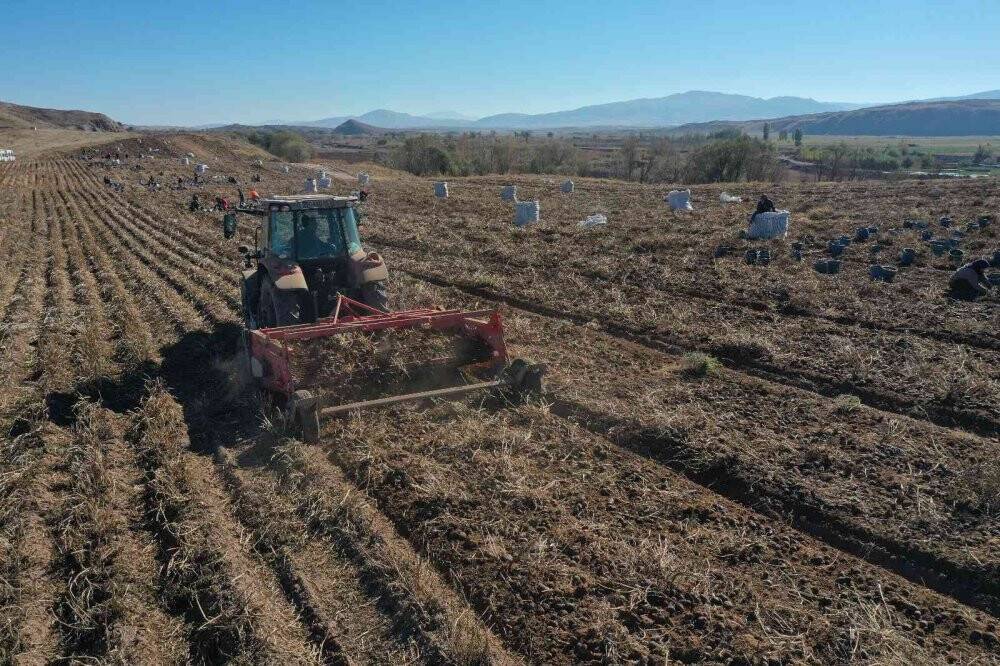 30 dekar tarlada üretildi, tüm Türkiye’nin ihtiyacı karşılanıyor