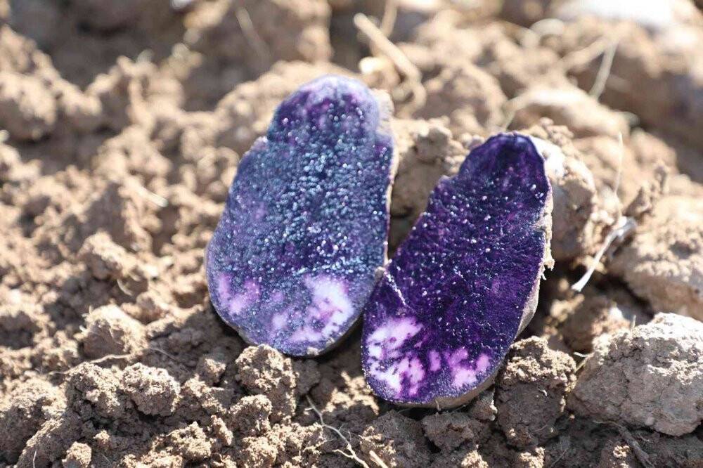 30 dekar tarlada üretildi, tüm Türkiye’nin ihtiyacı karşılanıyor