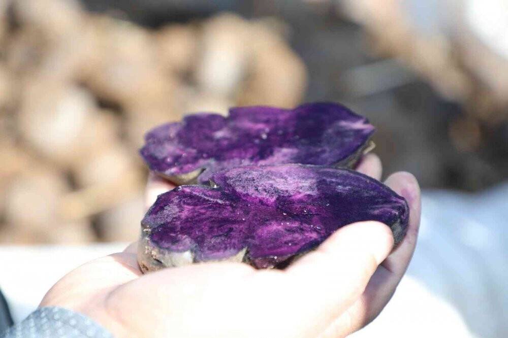 30 dekar tarlada üretildi, tüm Türkiye’nin ihtiyacı karşılanıyor