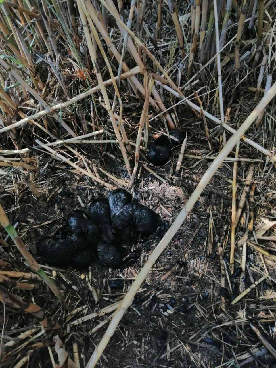 Köpek yavrularını yanmaktan itfaiye ekipleri kurtardı