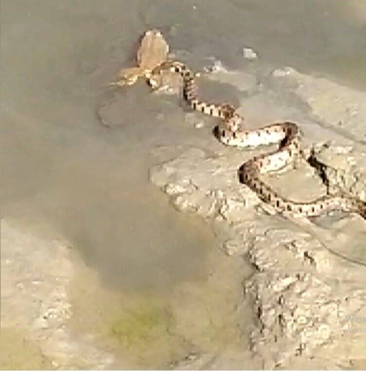 Yılanın yakaladığı kurbağa ile imtihanı