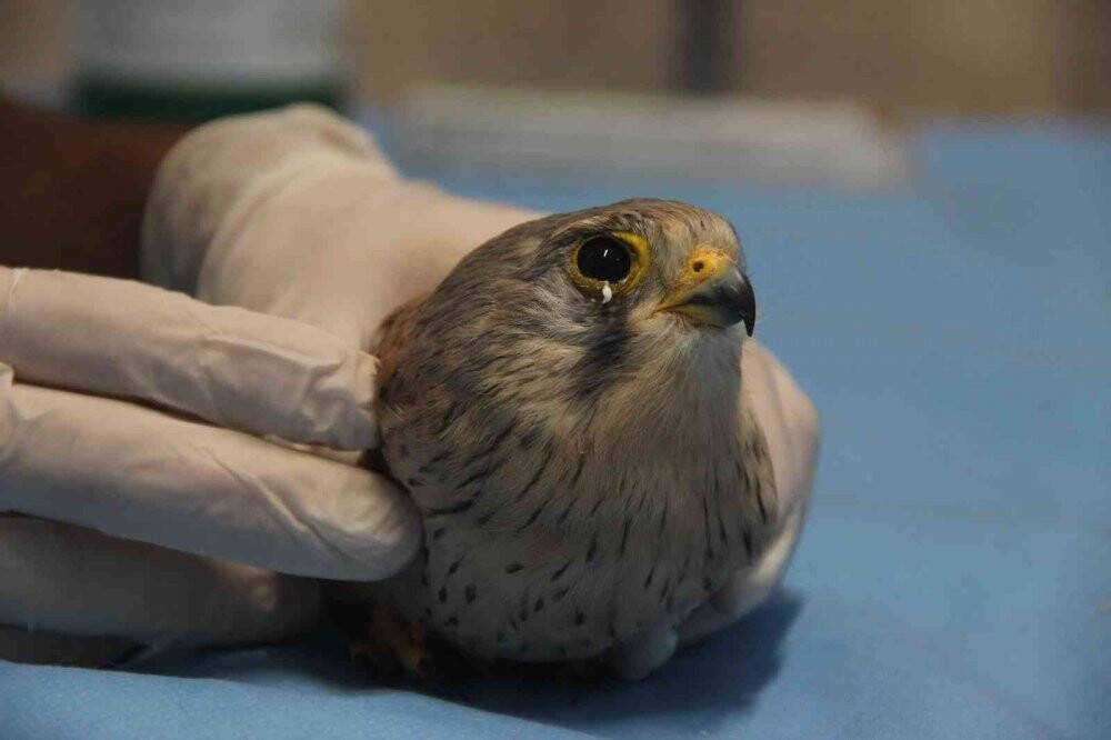 Atmacanın göz kapaklarını dikip ayaklarını bağladılar