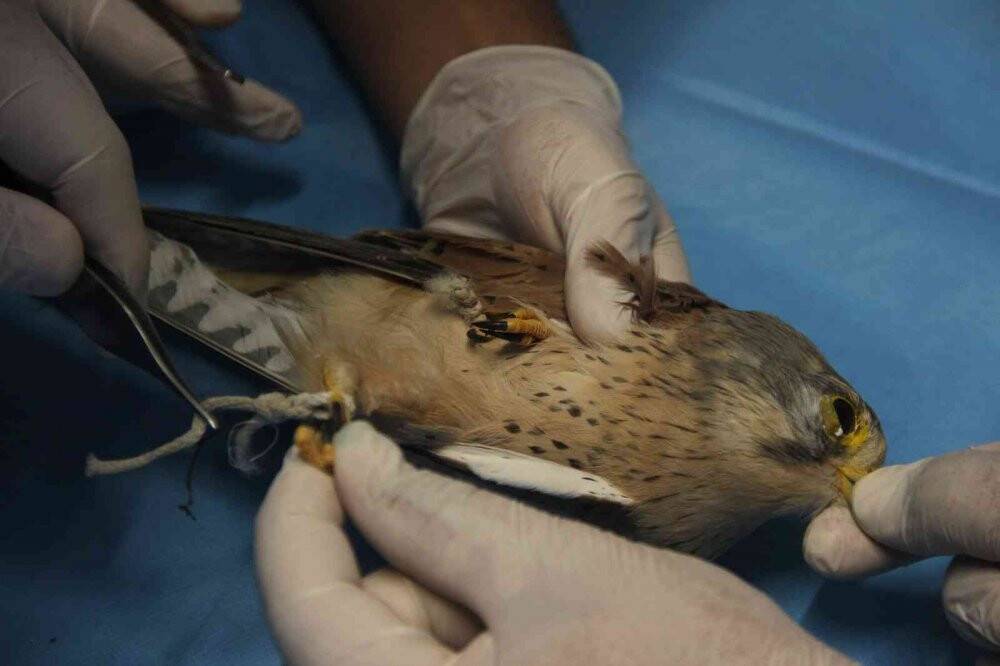 Atmacanın göz kapaklarını dikip ayaklarını bağladılar