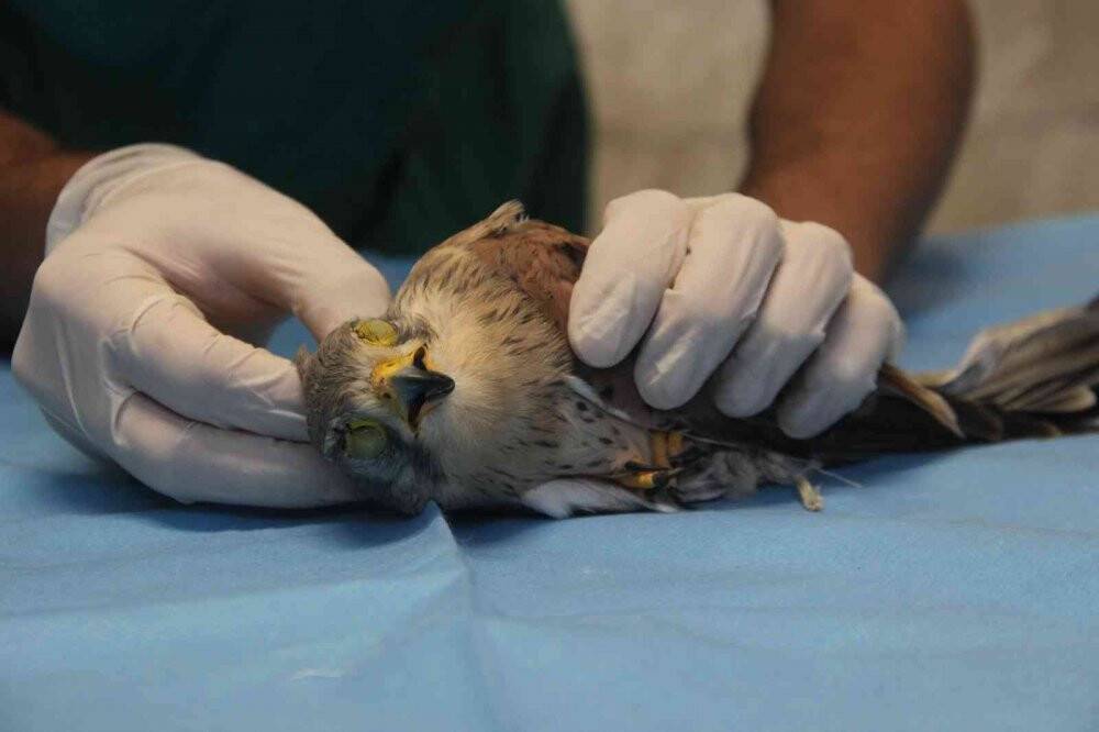 Atmacanın göz kapaklarını dikip ayaklarını bağladılar