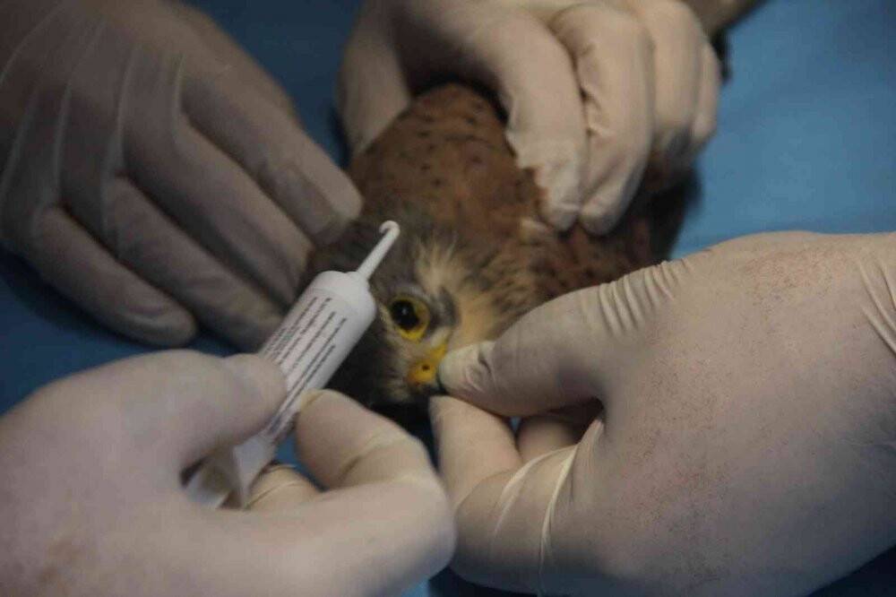 Atmacanın göz kapaklarını dikip ayaklarını bağladılar