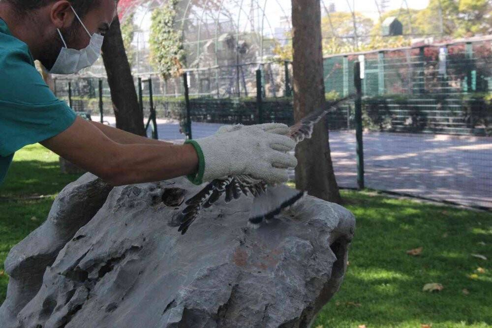 Atmacanın göz kapaklarını dikip ayaklarını bağladılar