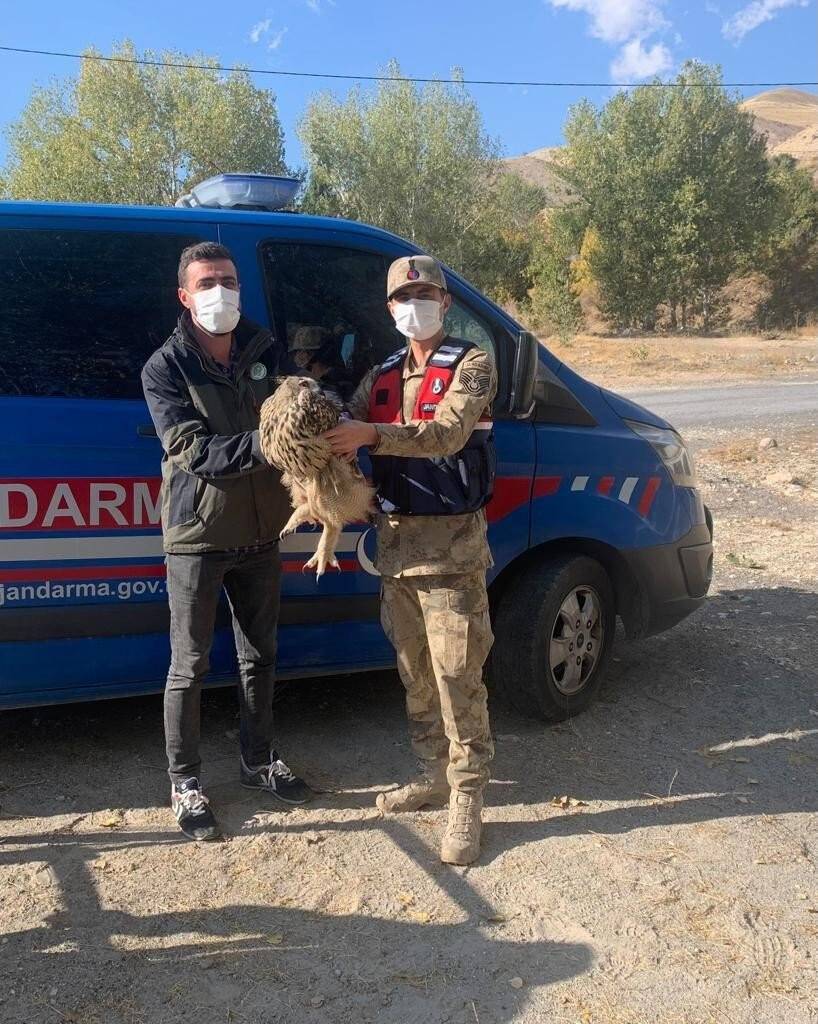 Jandarmadan yaralı baykuşa şefkat eli