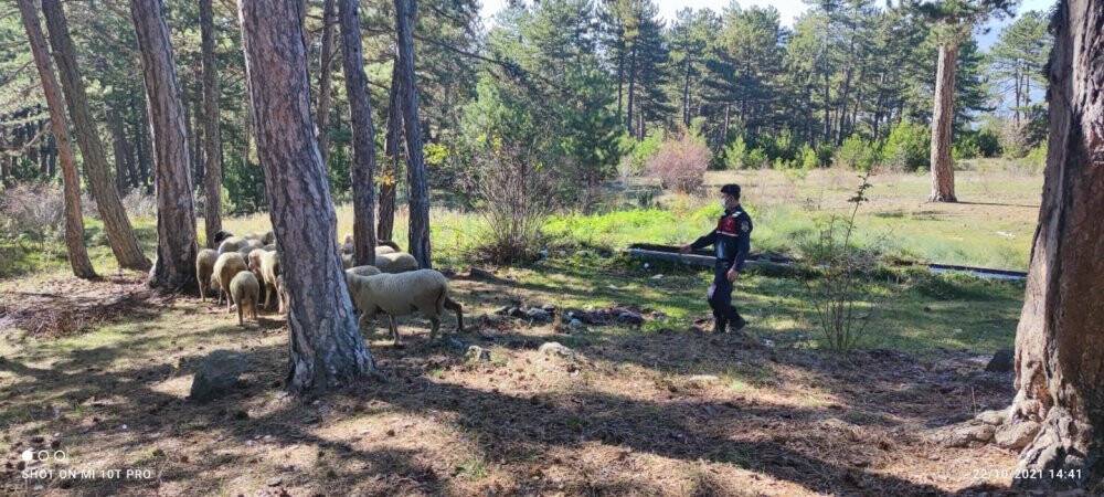 Kaybolan hayvanlar drone destekli arama çalışması ile bulundu