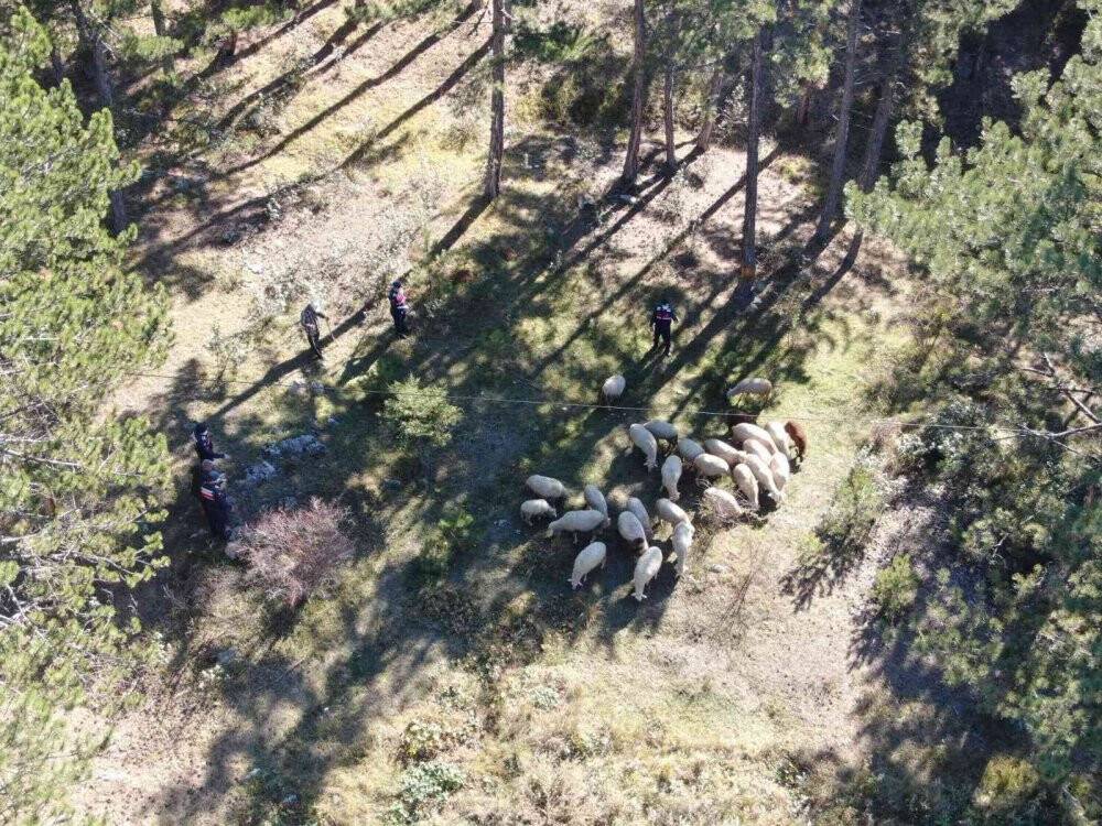 Kaybolan hayvanlar drone destekli arama çalışması ile bulundu