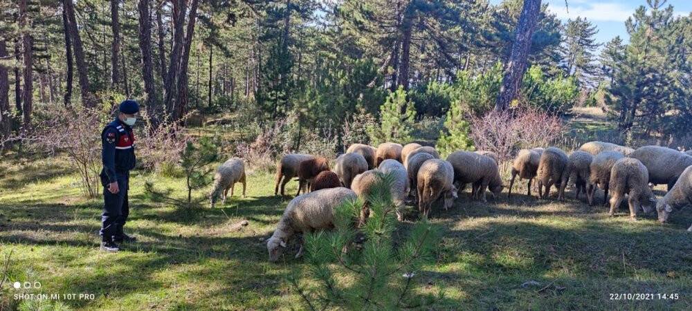 Kaybolan hayvanlar drone destekli arama çalışması ile bulundu