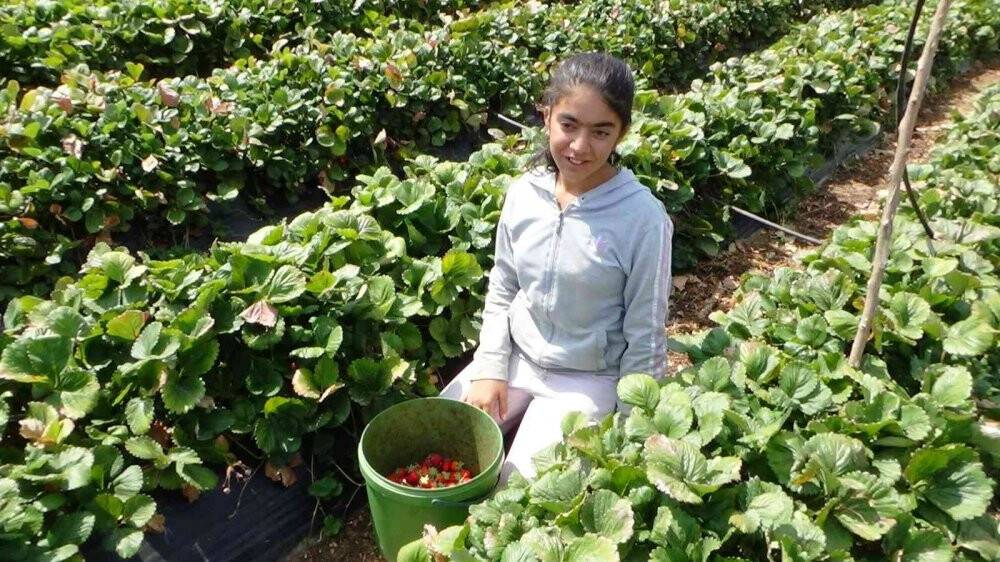 Marka haline gelen Sason çileğinde yılın son hasadına başlandı
