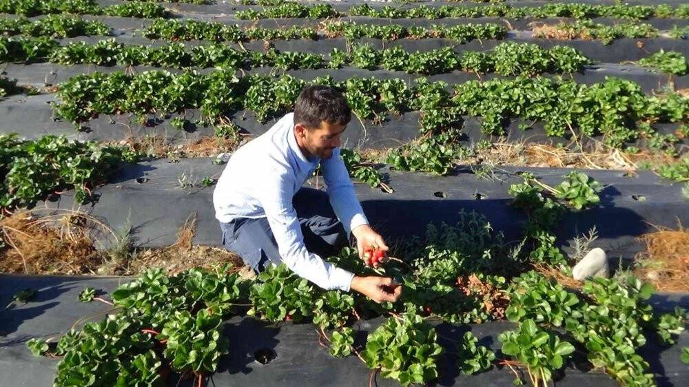 Marka haline gelen Sason çileğinde yılın son hasadına başlandı