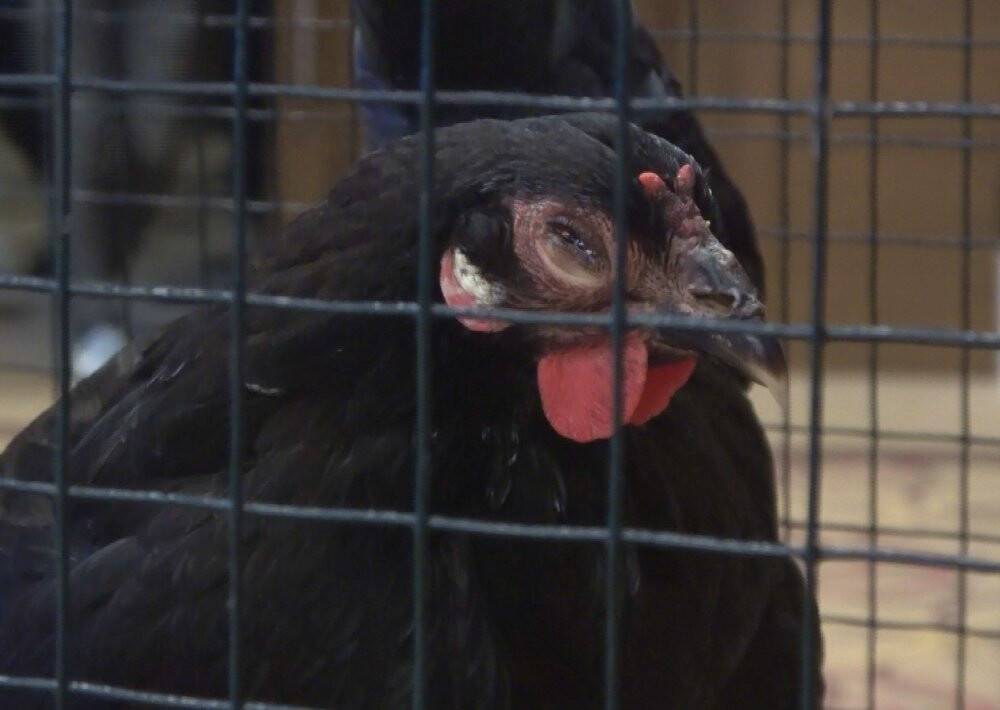 Yetiştirmesi 6 ay sürüyor, tanesi 3 bin 500 liradan alıcı buluyor