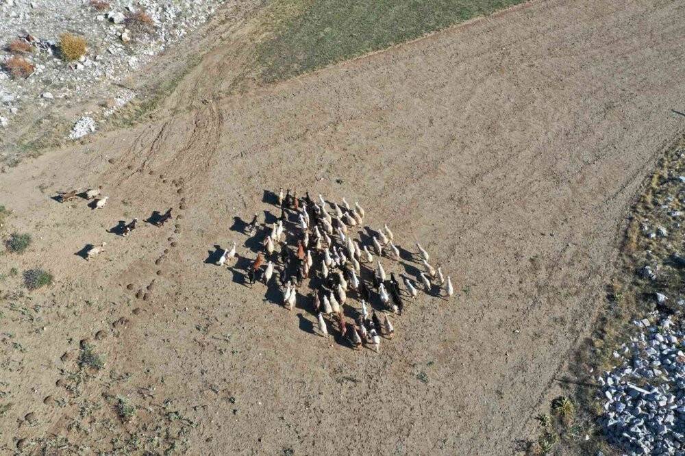Kaybolan küçükbaşlar drone ile bulundu