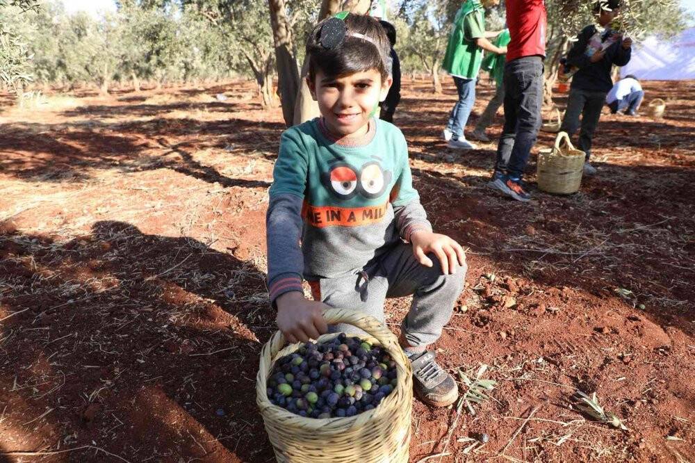 Suriyeli öğrenciler barış ve kardeşlik için zeytin topladı