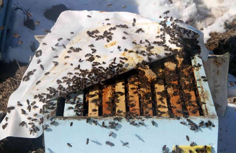 Erzincan’da arıların "tatlı uykusu" başlıyor
