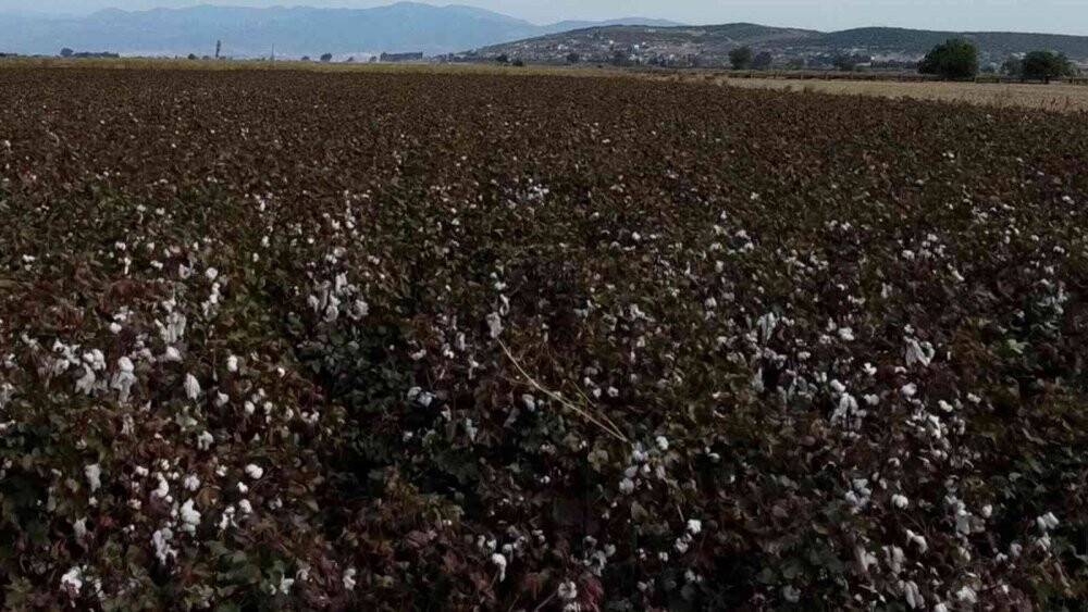 Kuraklık ve sıcaklar nedeniyle verimin düştüğü pamukta hasat zamanı