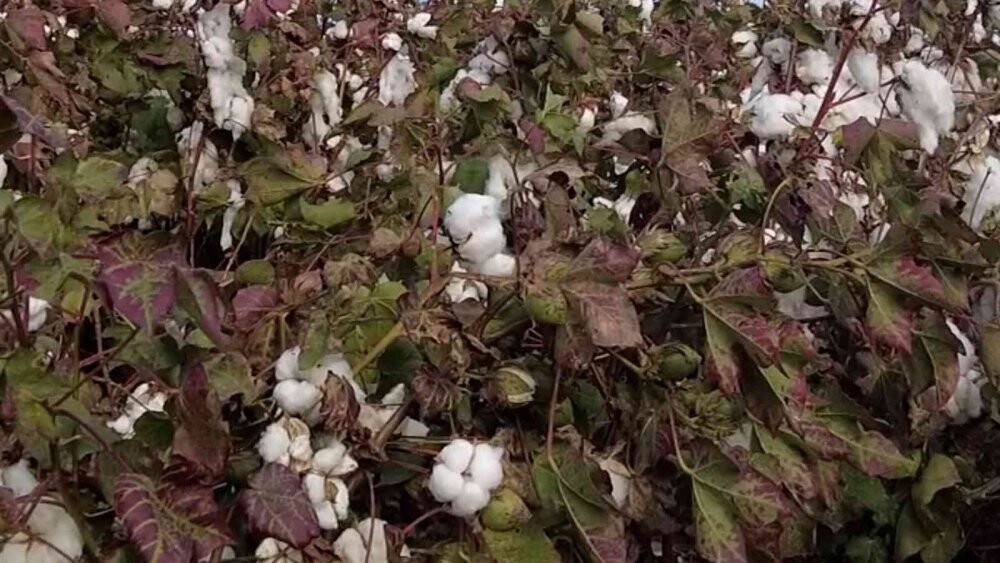 Kuraklık ve sıcaklar nedeniyle verimin düştüğü pamukta hasat zamanı
