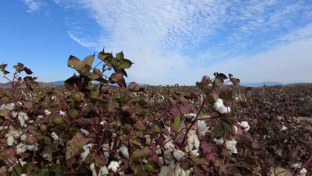 Kuraklık ve sıcaklar nedeniyle verimin düştüğü pamukta hasat zamanı