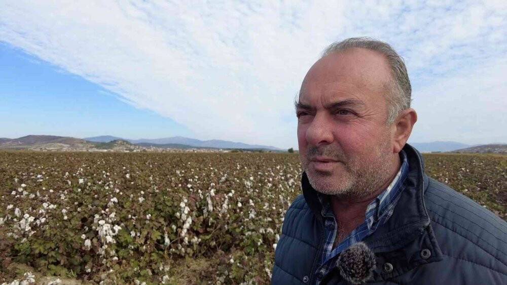 Kuraklık ve sıcaklar nedeniyle verimin düştüğü pamukta hasat zamanı