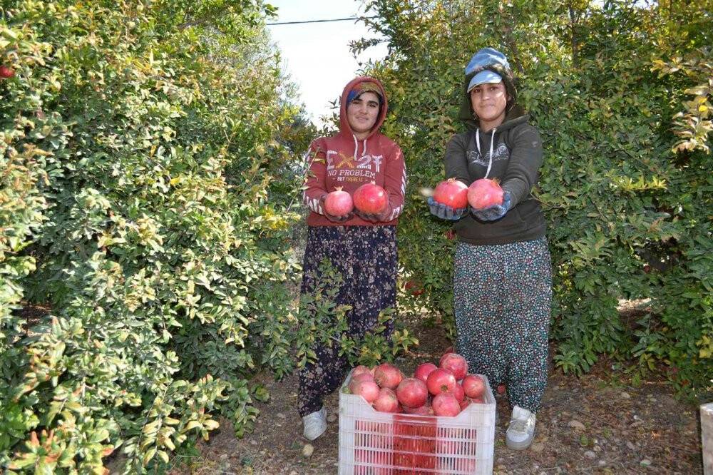 129 kilometre uzaktan Aksu’ya nar hasadına geliyorlar