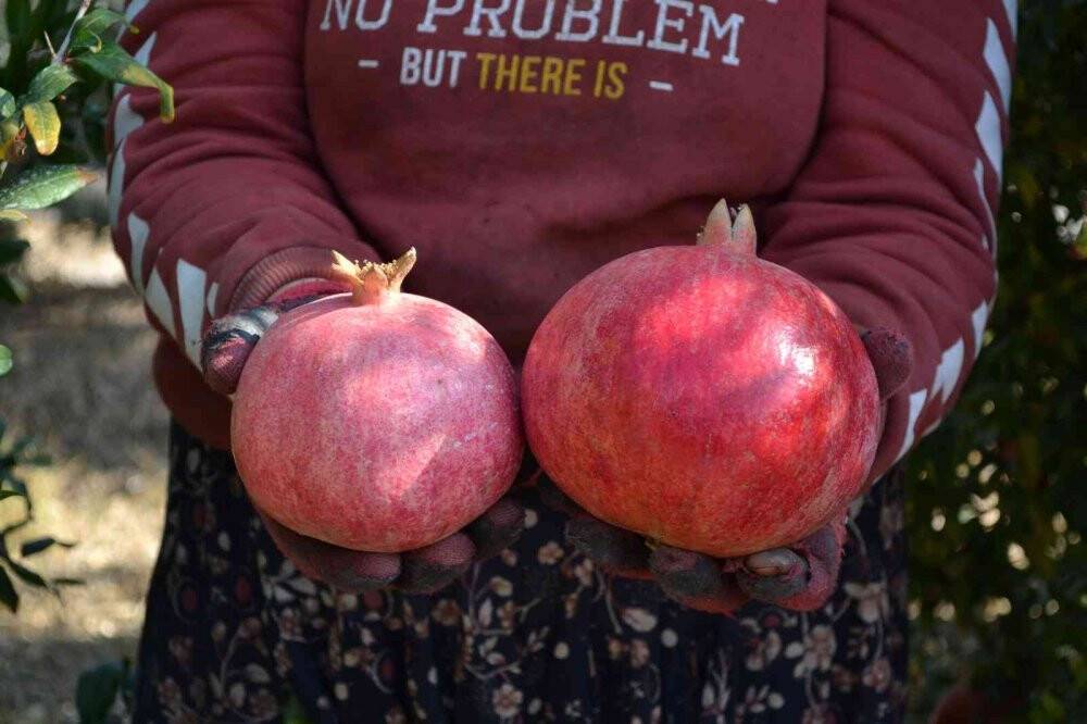 129 kilometre uzaktan Aksu’ya nar hasadına geliyorlar