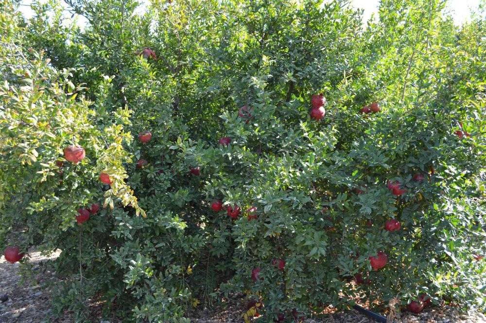 129 kilometre uzaktan Aksu’ya nar hasadına geliyorlar