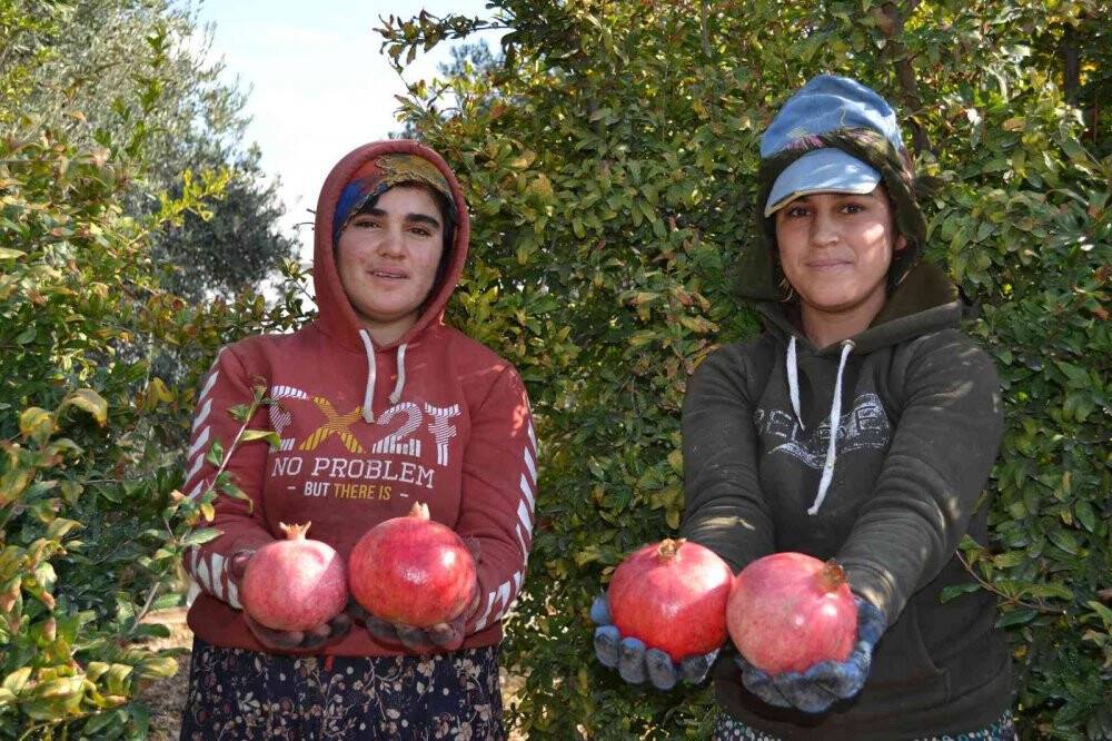 129 kilometre uzaktan Aksu’ya nar hasadına geliyorlar
