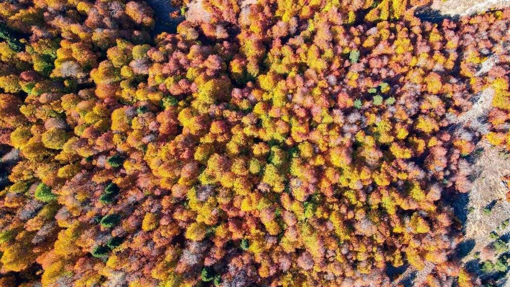 Sonbaharın yeni adresi: Kırksu Yaylası