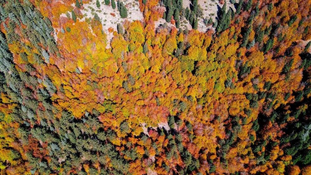 Sonbaharın yeni adresi: Kırksu Yaylası