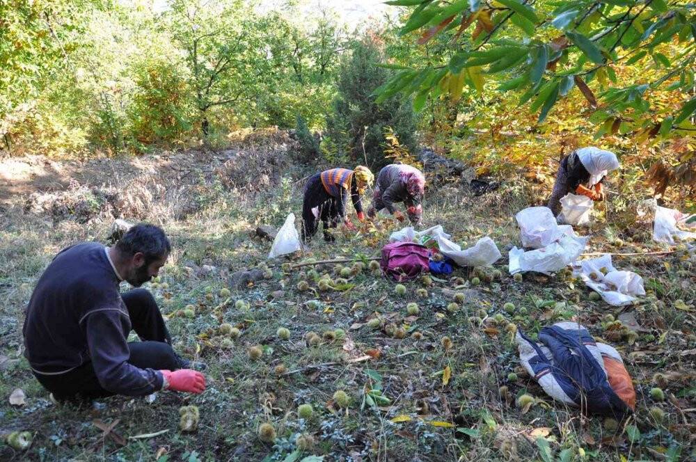 Bin 300 rakımda kestane hasadı