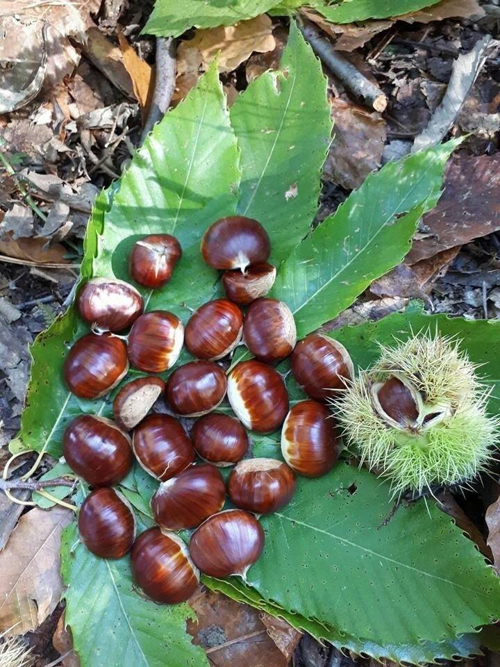 Bin 300 rakımda kestane hasadı