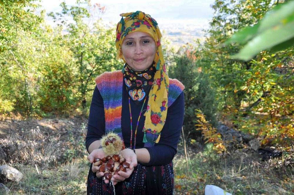 Bin 300 rakımda kestane hasadı