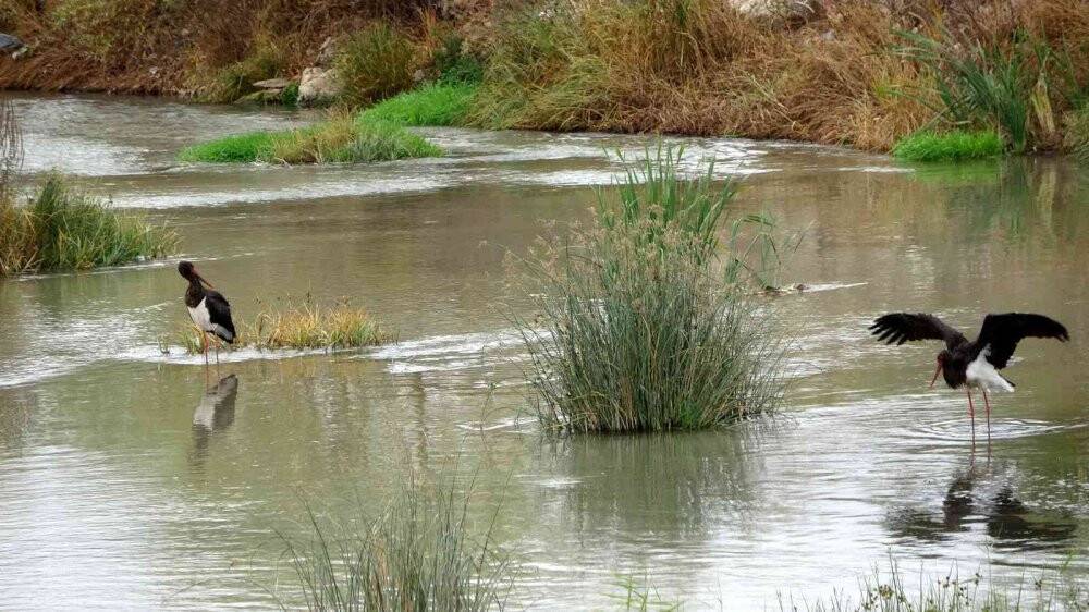 Göç yolunda olması gerekiyordu Kızılırmak’ta görüldü