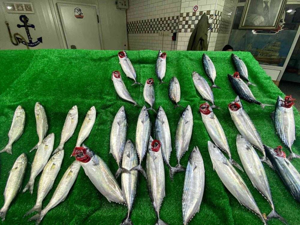 Tanesi 50 liradan satılan palamut; kırmızı etle rekabete girdi