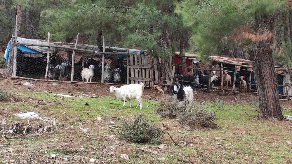 Teknolojik çoban, kulübesinde TV izlemek için dereye santral kurdu